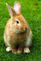 Cute brown rabbit sitting calmly on fresh green grass. A perfect moment capturing the gentle and fluffy charm of this bunny—ideal for nature, pet, or Easter-themed content!