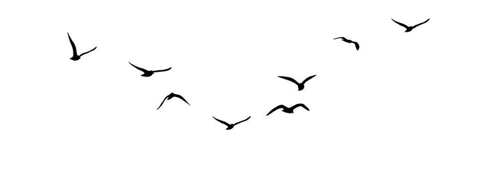 flock of birds silhouette isolated on transparent clear background png