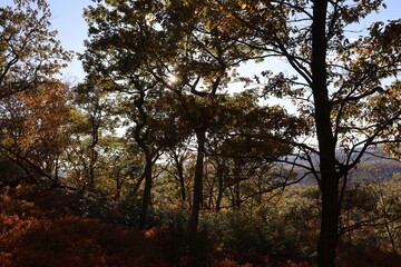 Beautiful landscape photograph of mountains and forest during a clear fall day.