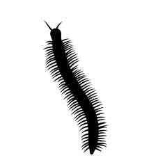 Insect Millipede silhouette