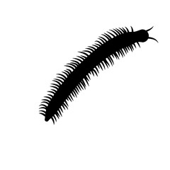 Insect Millipede silhouette