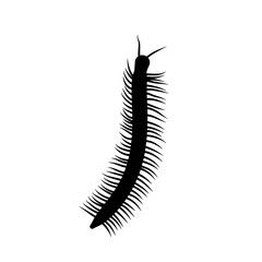Insect Millipede silhouette