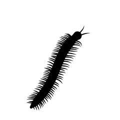 Insect Millipede silhouette