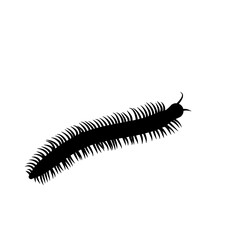 Insect Millipede silhouette