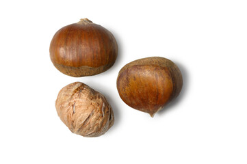 Three Georgian Edible Chestnuts on White Background Autumn Gloss from Kakheti