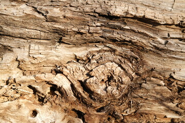 brown wood texture, dark wooden abstract background

