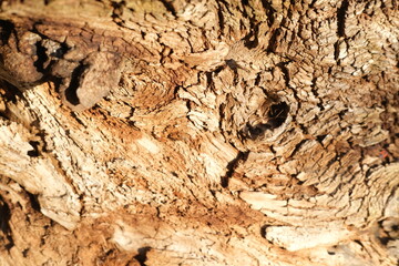 brown wood texture, dark wooden abstract background

