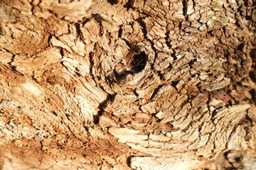 brown wood texture, dark wooden abstract background
