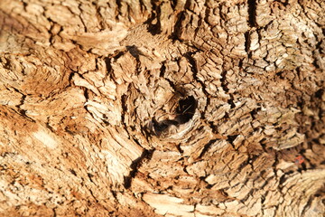 brown wood texture, dark wooden abstract background
