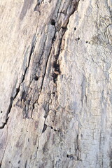 brown wood texture, dark wooden abstract background
