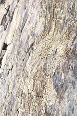 brown wood texture, dark wooden abstract background
