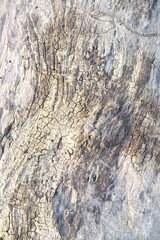 brown wood texture, dark wooden abstract background
