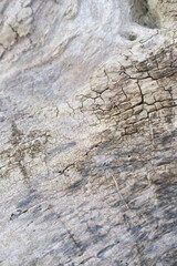 brown wood texture, dark wooden abstract background
