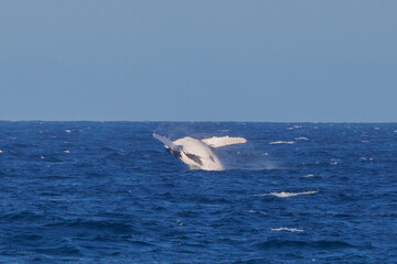 Fototapeta premium Humpback Whale seen dramatically breaching out of the water during their eastern Australia migration