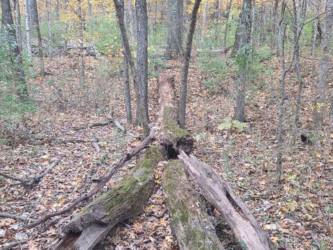 Fallen tree bridge