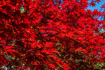 Japanese Maple, Acer palmatum tree with vibrant red leaves against a clear blue sky, showcasing the beauty of nature in autumn, perfect for seasonal decor and landscaping inspiration