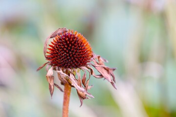 suchy kwiat © Pawel Zabczyk