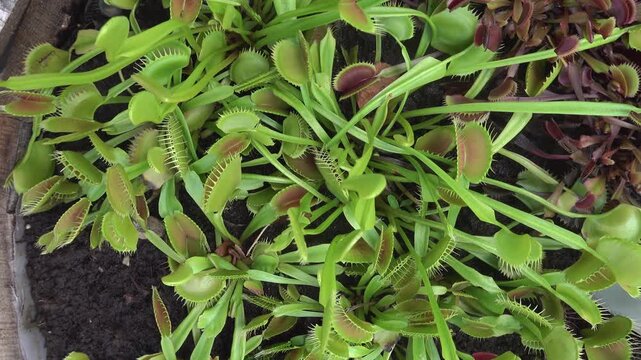 Close up of a Venus flytrap Carnivorous plant on a sunny day