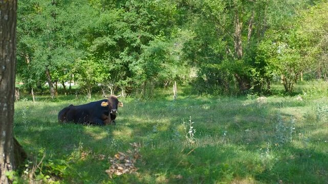 Black bull resting in a green pasture surrounded by trees. Magnificent black bull with horns resting peacefully and chewing cud in a lush green meadow on a sunny day