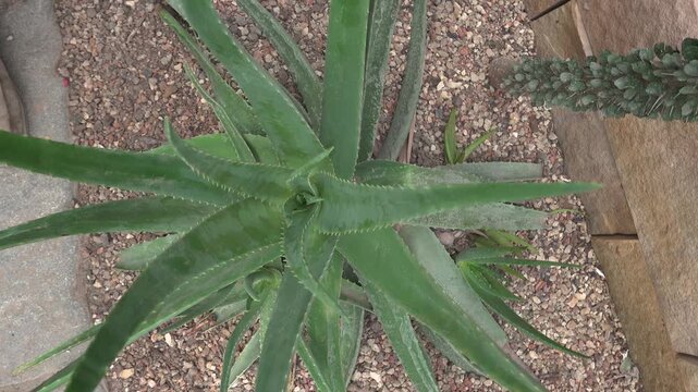 Close up view of an cactus with inception mode on a cloudy day