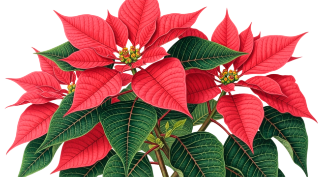 Illustration of a poinsettia with green and red leaves.