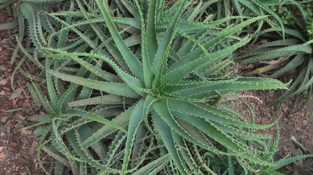 Close up view of an cactus with inception mode on a cloudy day