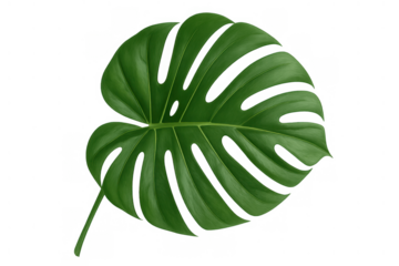 Monstera deliciosa leaf vector graphic presenting a tropical botanical plant element with segmented structure and vibrant green color