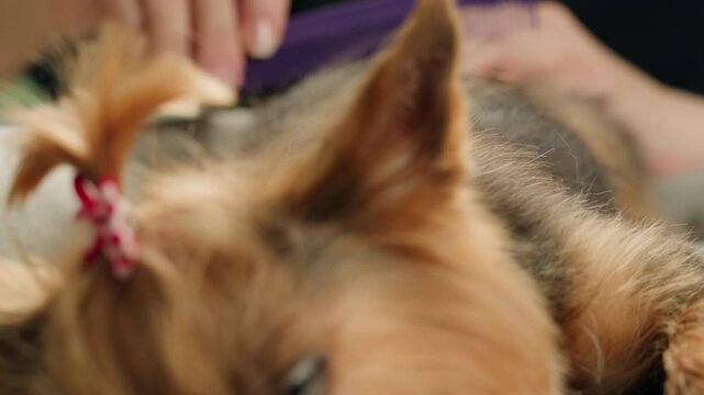 Yorkshire terrier at grooming salon, woman grrom small cute dog, happy animal life.