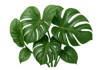 Monstera deliciosa plant with lush green tropical leaves, a popular houseplant for interior design and decor on transparent background