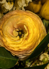 Yellow English Rose