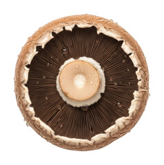 Harvesting portobello mushrooms farm food natural light isolated on transparent background