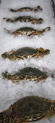 Fresh crabs in a seafood shop