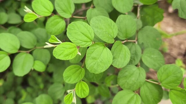 close up of bidara leaves or Ziziphus mauritiana