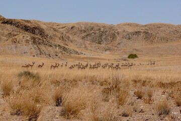 big herd of springboks in Namib desert, excited 601