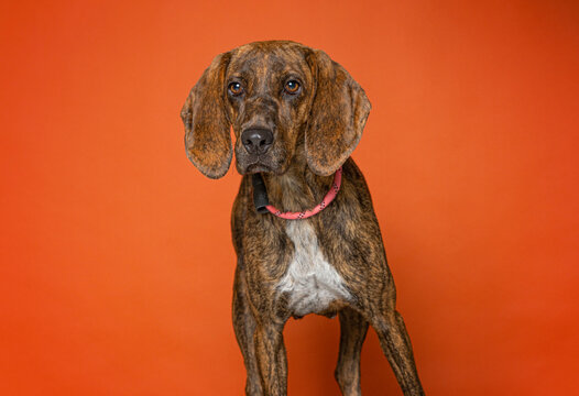 Cute dog on an isolated background studio shot