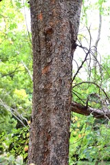 Ulmus parvifolia (Lacebark elm) Autumn leaves and samara. Ulmaceae deciduous tree. Flowers bloom in autumn, producing samara and beautiful yellow leaves.