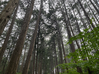 初夏のヒノキ林