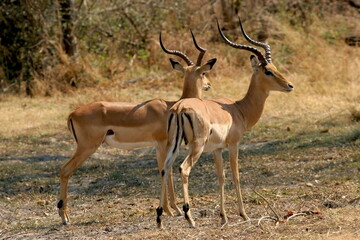 two impala antelopes Aepyceros melampus 987