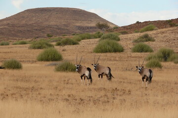 Fototapeta premium oryx gazella herd in Namib desert 618 