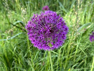 Fototapeta premium Purple Allium pallasii flower in the garden on a blurry background of green leaves