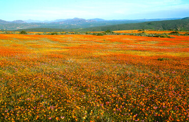 blooming desert in spring of namaqualand, south africa © meyblume