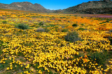 blooming desert in spring of namaqualand, south africa