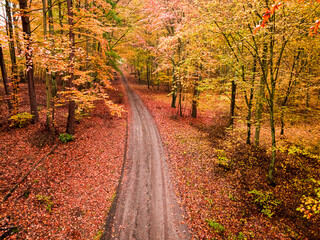 Country road in autumn forest with leaves in Poland