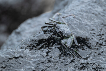 Thin-shelled Rock Crab or Hawaiian Black Crab (Grapsus tenuicrustatus) on Big Island, HI