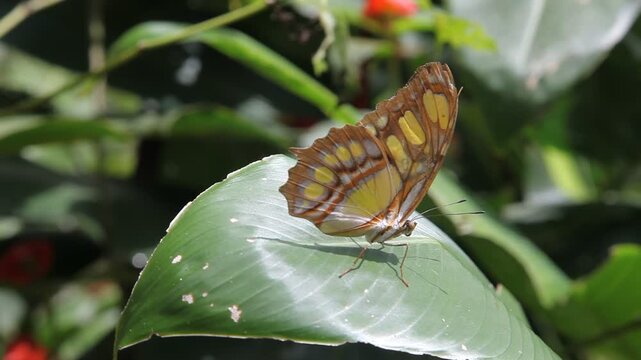 Malachitfalter (Siproeta stelenes, Syn.: Metamorpha stelenes), auch nur Malachit genannt, ist ein Tagfalter aus der Familie der Edelfalter (Nymphalidae). Botanischer Garten in Costa Rica.