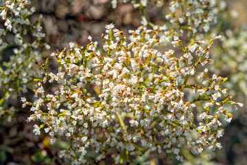 Wild buckwheat blooming near the Columbia River in Washington, USA