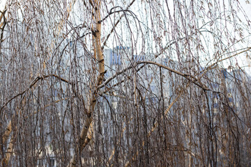 Thin birch branches covered with clear ice after freezing rain during cold winter day, natural icy texture and sparkling sunlight on frozen trees in urban city background