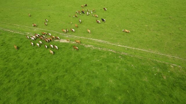 Aerial view of cows running around on a meadow. On a sunny afternoon in summer