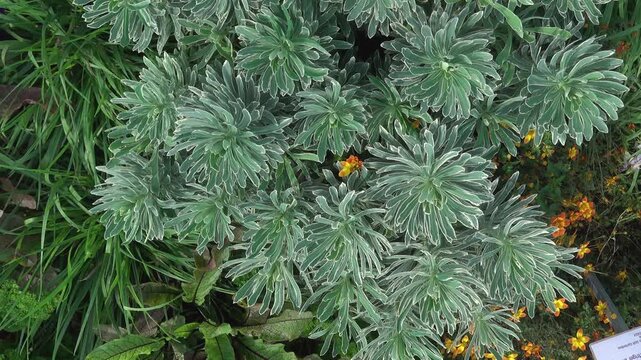 Close up view of an cactus with inception mode on a cloudy day