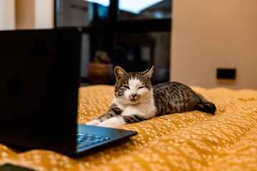 Cat relaxing on a bed with a laptop, looking at the screen. A tabby cat is lying on a bed with a black laptop. Animal using a notebook.
